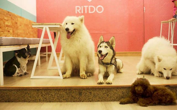 Ritdo - Pet Cafe & Spa - quán cafe thú cưng thú vị nhất ở Đà Nẵng