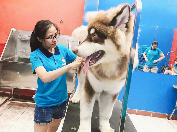Thế giới thú cưng là một trong những bệnh viện thú y hàng đầu tại Đà Nẵng, được thành lập từ năm 2019
